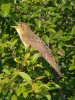 Grasshopper Warbler at Two Tree Island (West) (Steve Arlow) (159759 bytes)